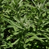 Artemisia ludoviciana -- Edelraute